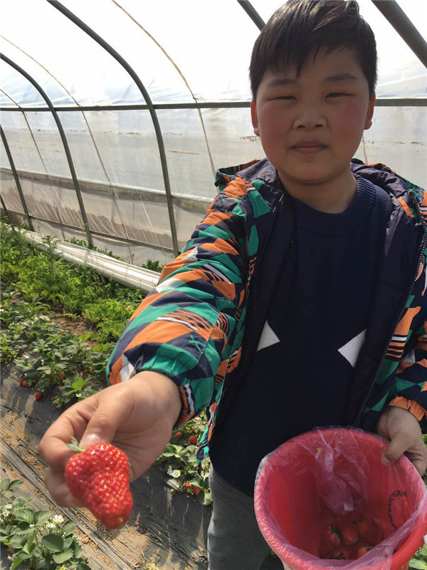 易视界小客户开心的展示自己摘的草莓