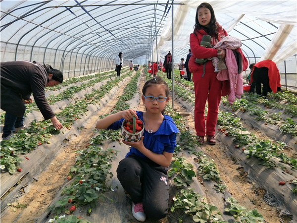 易视界小客户开心的展示自己摘的草莓
