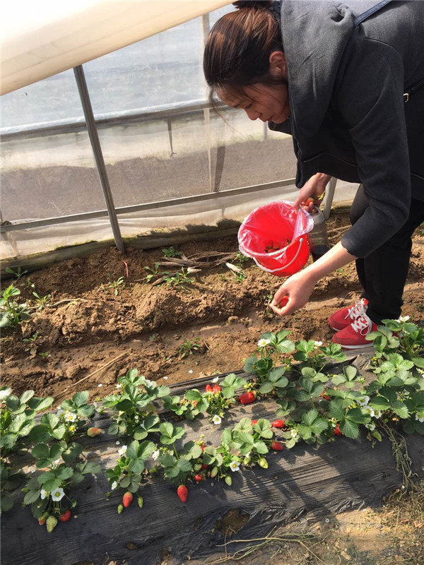 易视界客户在摘草莓