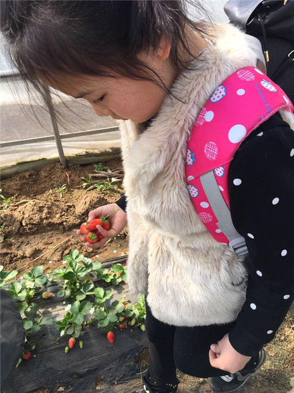易视界小客户在认真摘草莓